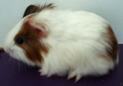 Porquinhos da Índia de Pelos Longos ou Curtos