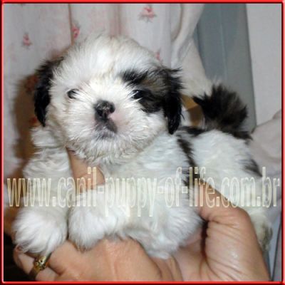 Canil puppy of life- vd filhotes shih tzu