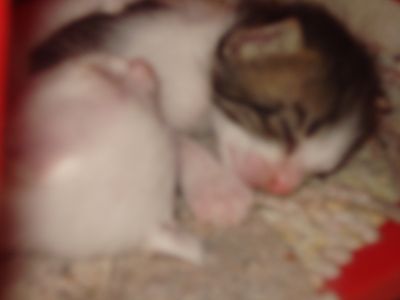 DOA-SE GATINHOS URGENTE