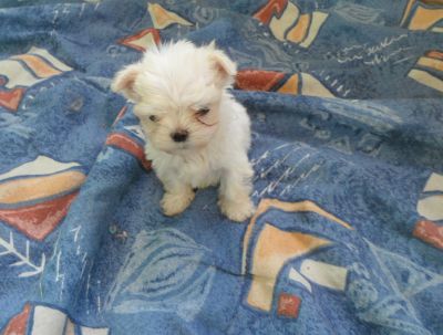 filhotes de yorkshire e maltês