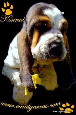 Basset Hound Orelhudos 51-34233011 Canil Garras Silenciosos