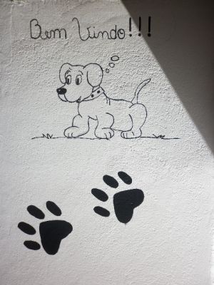 adestramento de cães matilha