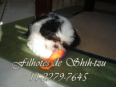 shih-tzu menor porte 3.5kg branco e chocolate SP 11-2279-7645