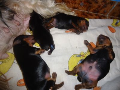 Filhotes de Yorkshire