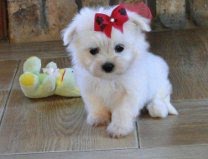 adorável maltês para a adopção