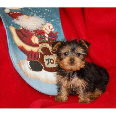 2 masculino e feminino yorkshire terrier pronta este x-mas