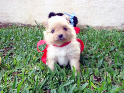 Spitz Alemão / Lulu da Pomerania - Filhotes com Pedigree a venda