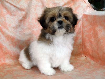 Lhasa Apso