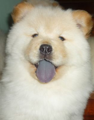 Lindos filhotes de Chow-Chow brancos e raros