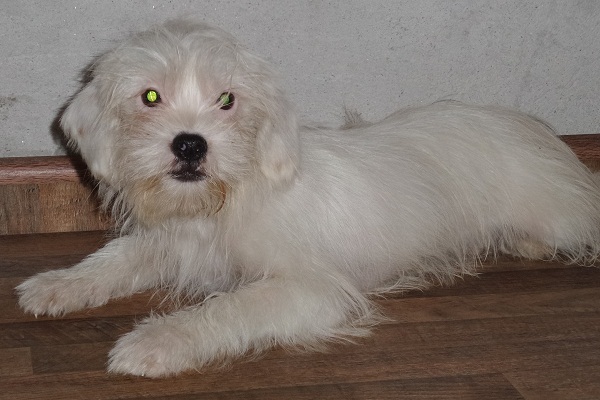 Filhote macho de Lhasa Apso Hibrido - PROMOÇÃO