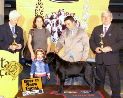 Lindos filhotes de Labrador, filhos e netos de campeões! R$800