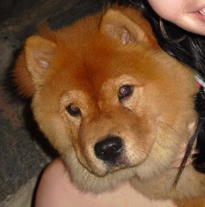 VENDO FILHOTE DE CHOW CHOW C/ PEDIGREE - MACHO
