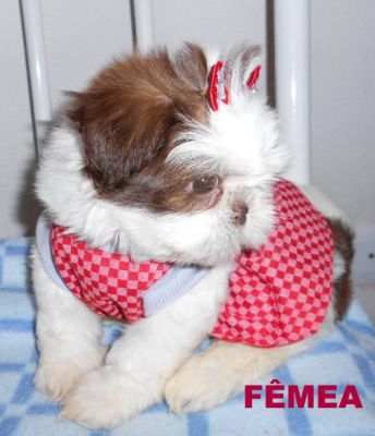 Lindos filhotes de shi tzu