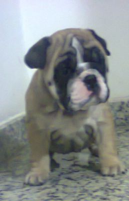 Bulldog Inglês