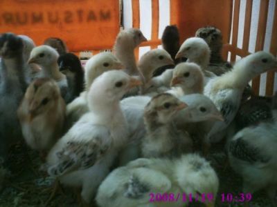 Frango Indio Gigante ( Ovos Galados, Pintainhos, Frangos e Frangas)