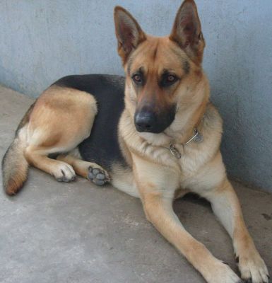 Vendo filhotes de pastor alemão capa preta 