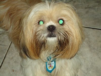 lindos filhotes de shih tzu pequeno porte