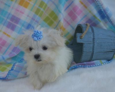  feminino maltease adorável cachorrinho para adopção.