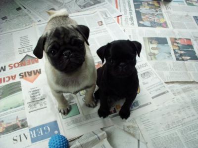 Pug Filhotes