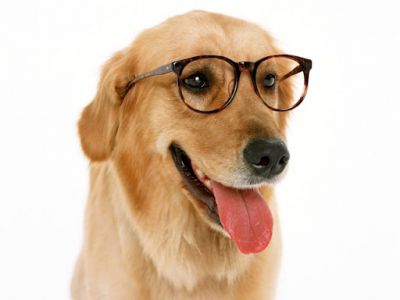W e C Adestramento de Cães