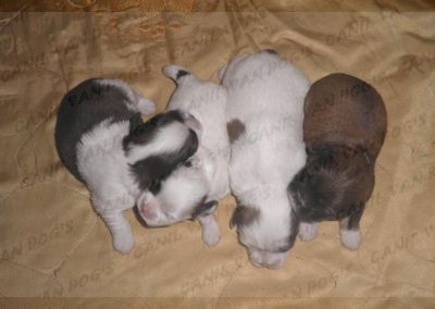 Lhasa Apso - Filhotes