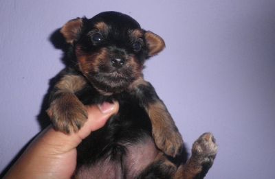 Yorkshire Terrier  - Filhote Macho