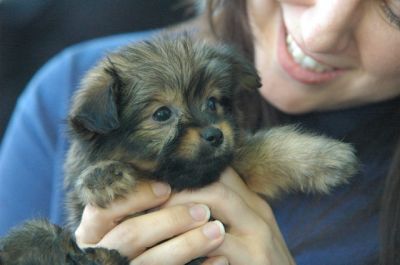 Yorky adorável cachorrinho para adopção livre
