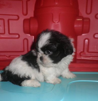 Filhote de Lhasa Apso