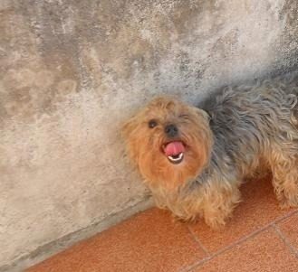 Yorkshire Fêmea Adulta