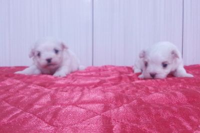 Lindos Filhotes de Maltês