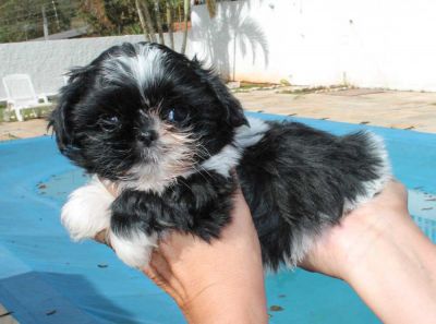 Canil puppy of life - vd filhotes shih tzu - Arujá - SP