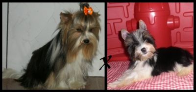 Biewer Terrier - Yorkshire Tricolor