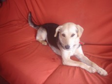 Doação mestiça de Beagle
