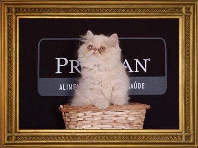 Gatos persas e himalaios.