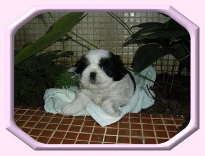 Lhasa Apso - Shih-Tzu Filhotes a Venda