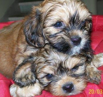 Promoção de pascoa, lhasa apso, macho, Porto Alegre,