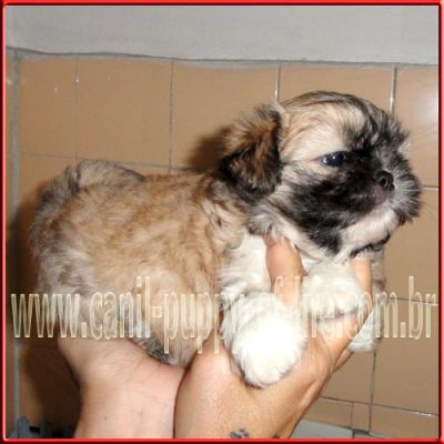 Canil puppy of life- vd filhotes shih tzu