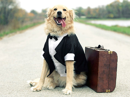 Adestramos  cães- todas as raças - filhotes e adultos na Vila mariana SP