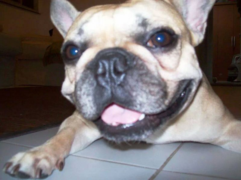 Filhotes Shih-tzu ; poodle ; yorkshire ; teckel ; bull terrier ; bulldog frances