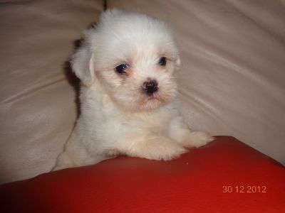 Lindo LHASA branco inteiro