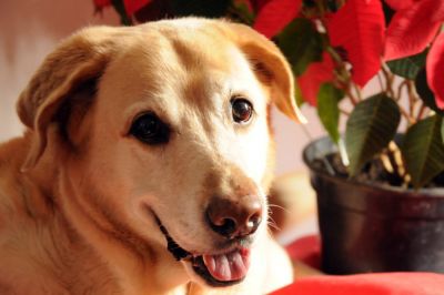 A melhor cobertura fotográfica de Campinas e região