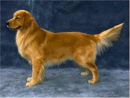 VENDO FILHOTES DE  GOLDEN RETRIEVER