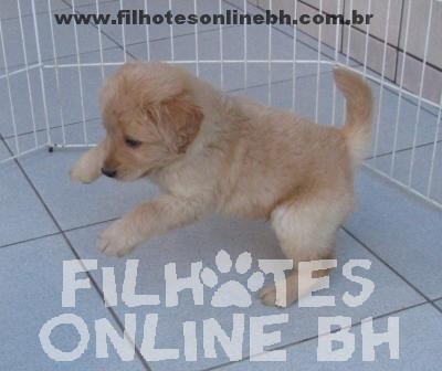Labrador a venda - Canil Filhotes On Line BH 