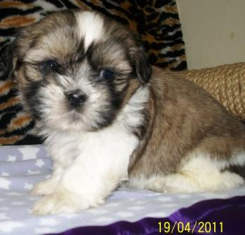 Filhote, shih tzu, Porto Alegre, Pet Shop,