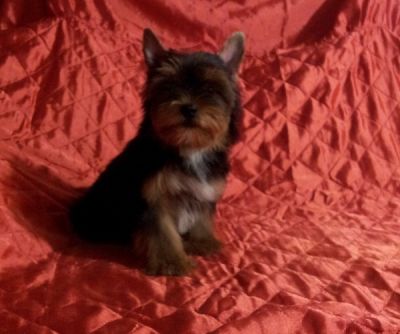 Filhote de Yorkshire Terrier portador de Biewer 