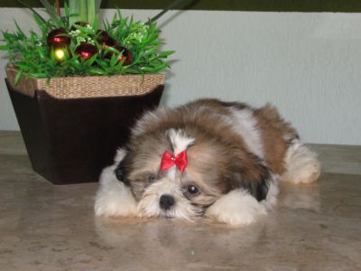 Maltes, Shih Tzu e Yorkshire -Canil 3 Ypês