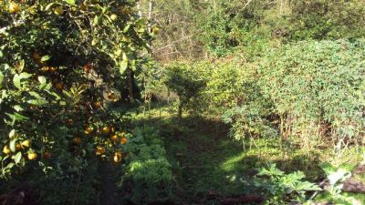 CHACARA A VENDA EM JUQUITIBA PARA MORADIA COD 154