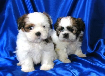 Shih Tzu - Canil Filhotes On Line BH 