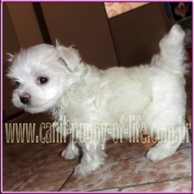 Canil puppy- vd filhotes maltes micro