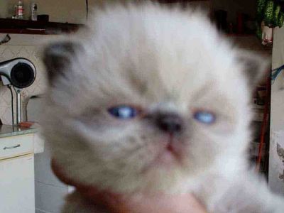 Gatos persas e himalaios.